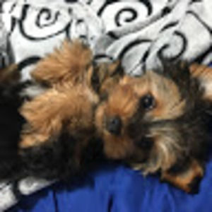 Meet your Posher, Natasha